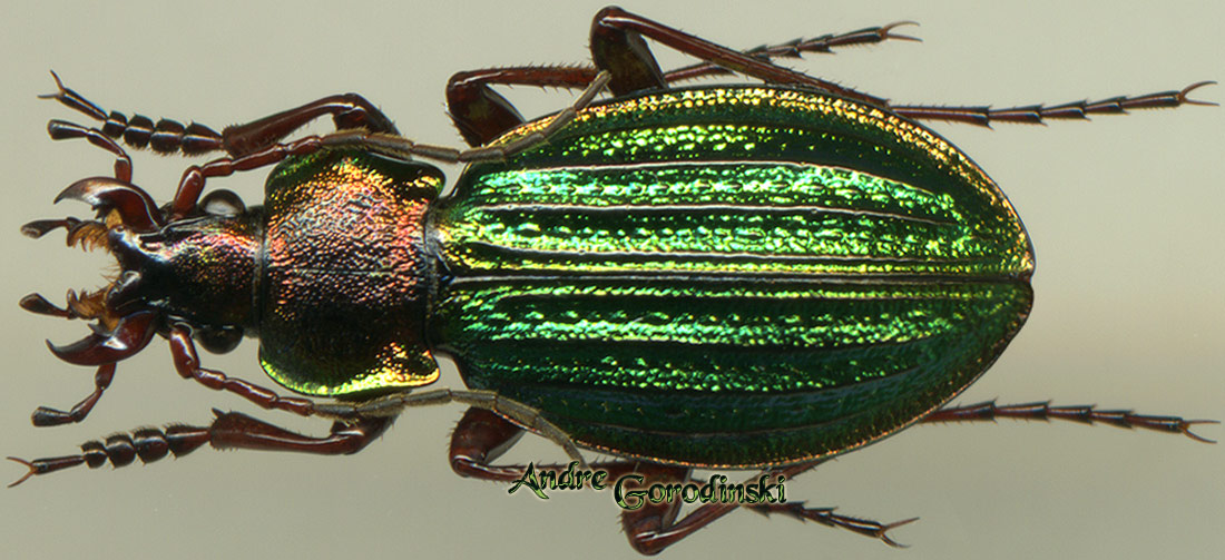 http://www.gorodinski.ru/carabus/Morphocarabus mestscherjakovi.jpg